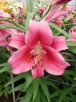 [5170 Dalian Mak No02.JPG]